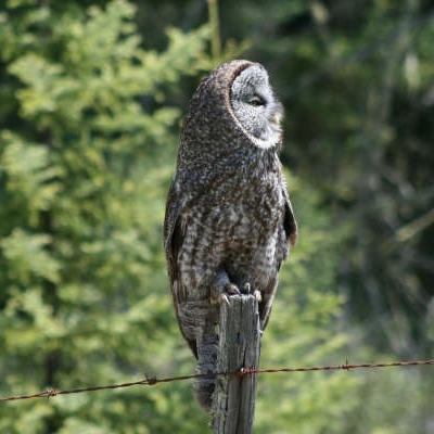 Great Horned Owl sits on post