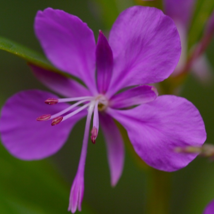 pretty primrose (fireweed)