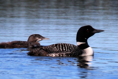 Loon followed by older chick