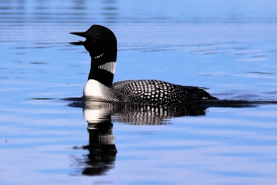 A loon lets out its haunting call