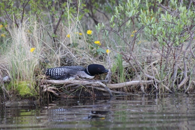 Loon on nest by edge of lake