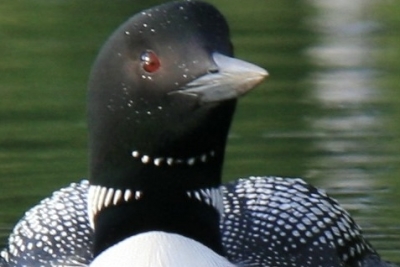 Close-up of loon on water from front