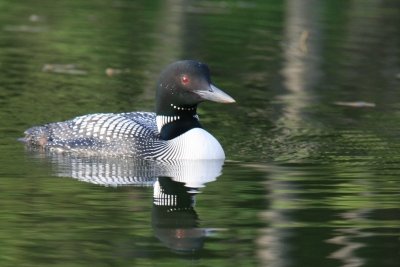 Close-up of loon on water from side