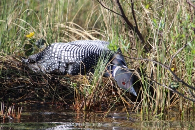 Loon on nest leans to water to drink