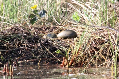 Two loon eggs in nest at lakeshore