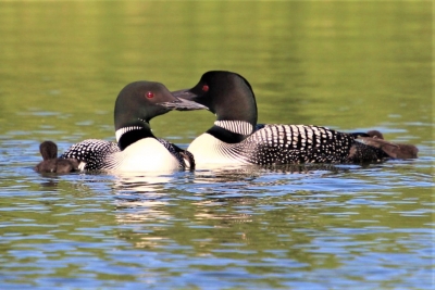 Loon family with 2 tiny chicks