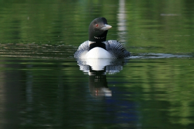 Loon on lake swims toward camera