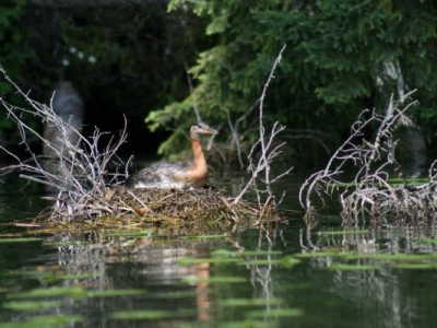 Red Neck Grebe On Nest looks like it's floating on water