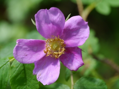 Close up of the Alberta Wild Rose
