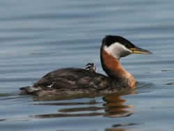 Red Neck Grebe with chick swimming on calm water